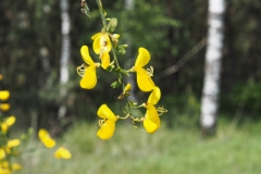 brem#(20240509) flora
