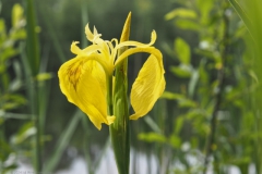 gele lis#(20240509) flora