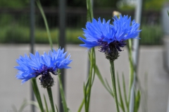 korenbloem#(20240510)a flora