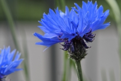 korenbloem#(20240510)b flora