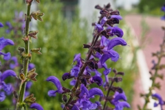 veldsalie#(20240510) flora