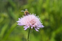 beemdkroon#(20240510) flora