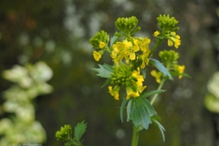 gewoon barbarakruid#(20230510) flora
