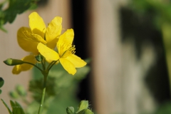 stinkende gouwe#(20210510) flora