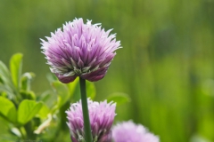 bieslook#(20240510) flora