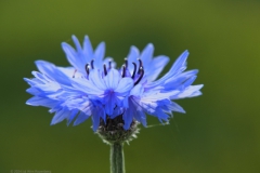 korenbloem#(20240510)c flora