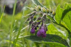 gewone smeerwortel#(20241005) flora