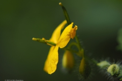 stinkende gouwe#(20220513)b flora