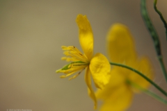 stinkende gouwe#(20220513)a flora