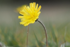 muizenoor#(20220513) flora