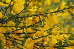 brem#(20220513)aa flora