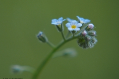 vergeet-mij-nietje#(20230513) flora