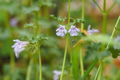 hondsdraf#(20220513) flora