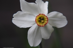 narcis#(20230517) flora
