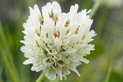 klaver#(20220518)a flora