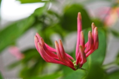 kamperfoelie#(20220520)a flora