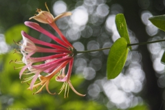 kamperfoelie#(20220520)b flora