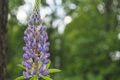 lupine#(20240520) flora