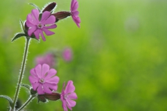 dagkoekoeksbloem#(20240520) flora