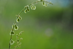 zuring#(20240520)a flora