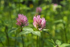 klaver#(20240520) flora