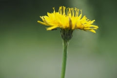 gewoon biggenkruid#(20240520) flora