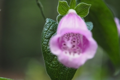 vingerhoedskruid#(20240520) flora