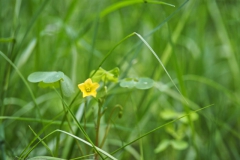 stijve klaverzuring#(20240520) flora