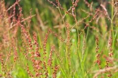 zuring#(20240520)b flora