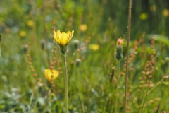 muizenoor#(20240520) flora