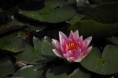 waterlelie#(20230521)a flora
