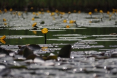 gele plomp#(20230521) flora