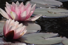 waterlelie#(20230521)b flora