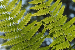 varen#(20230521)c flora