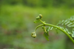 varen#(20230521)a flora