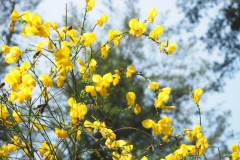 brem#(20230521)a flora