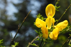 brem#(20230521)b flora