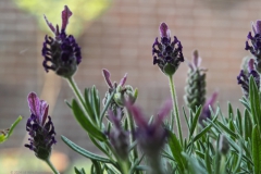 lavendel#(20240521) flora