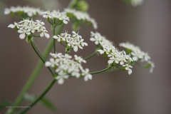fluitenkruid#(20210522) flora