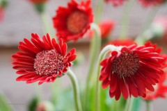 gerbera#(20200531)c flora