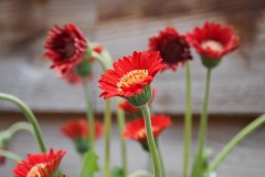 gerbera#(20200531)a flora