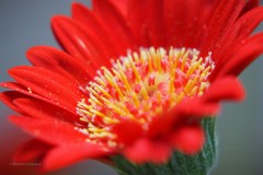 gerbera#(20200531)b flora