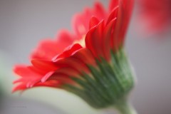 gerbera#(20200531)d flora