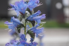 slangenkruid#(20230524) flora