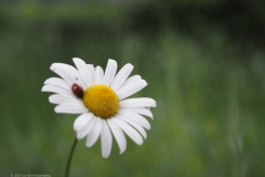 margriet#(20230524)a flora