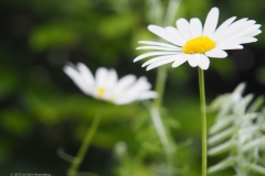 margriet#(20230524)c flora