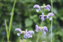 veldsalie#(20230524) flora