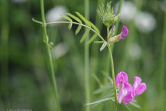 wikke#(20230524) flora