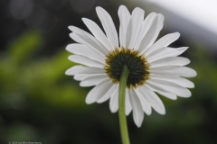 margriet#(20230524)b flora