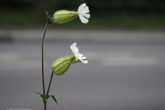 avondkoekoeksbloem#(20230524) flora